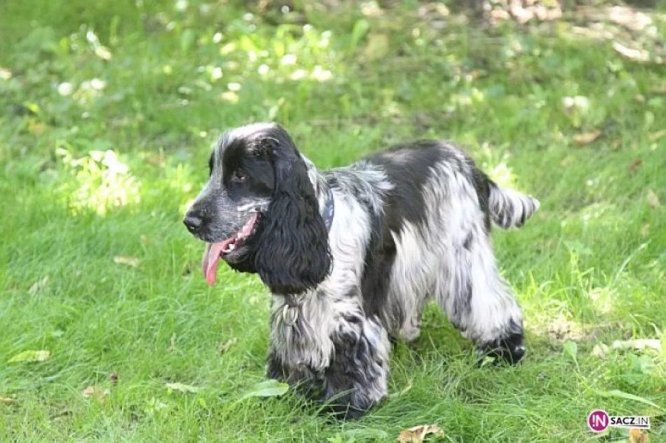 Nowosądecka Wystawa Psów Rasowych - zdjęcie 5