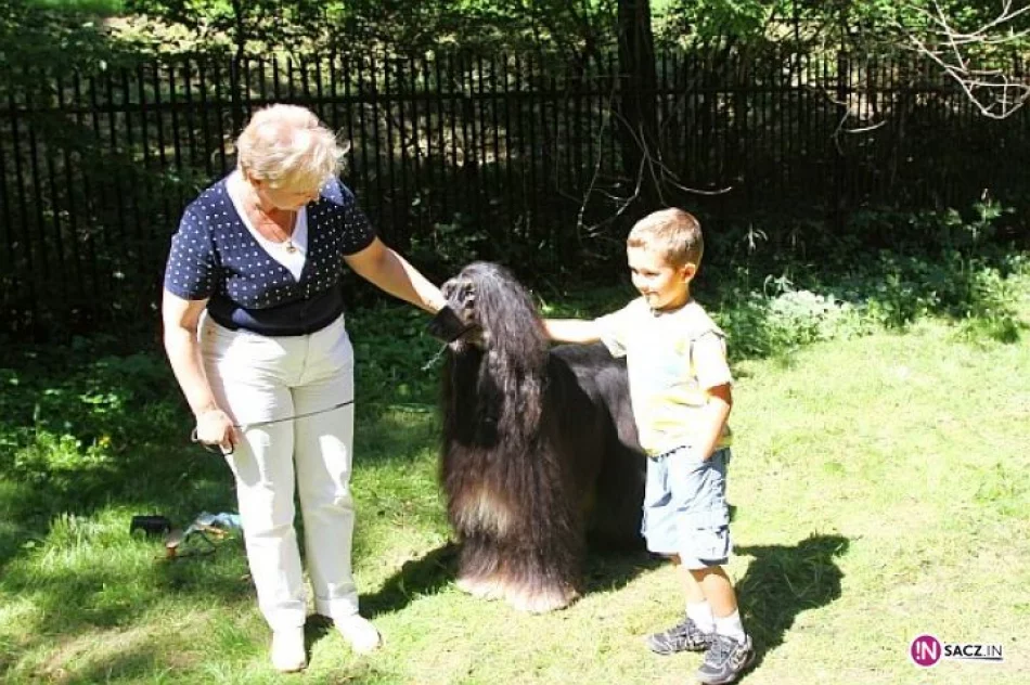 Nowosądecka Wystawa Psów Rasowych - zdjęcie 6