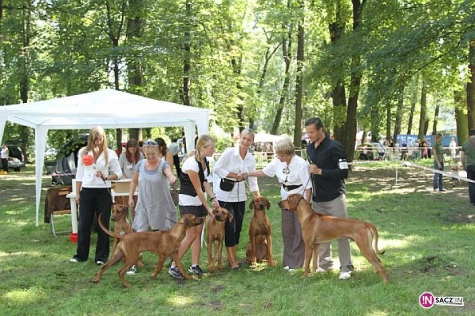 Nowosądecka Wystawa Psów Rasowych - zdjęcie 7