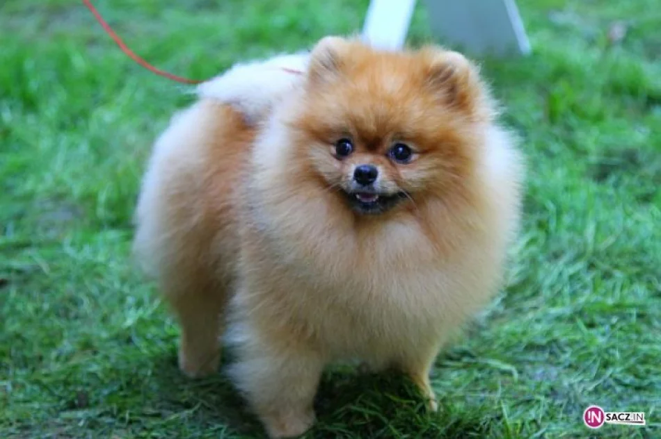 Nowosądecka Wystawa Psów Rasowych - zdjęcie 9