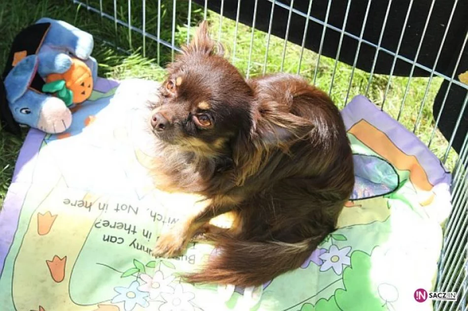 Nowosądecka Wystawa Psów Rasowych - zdjęcie 10