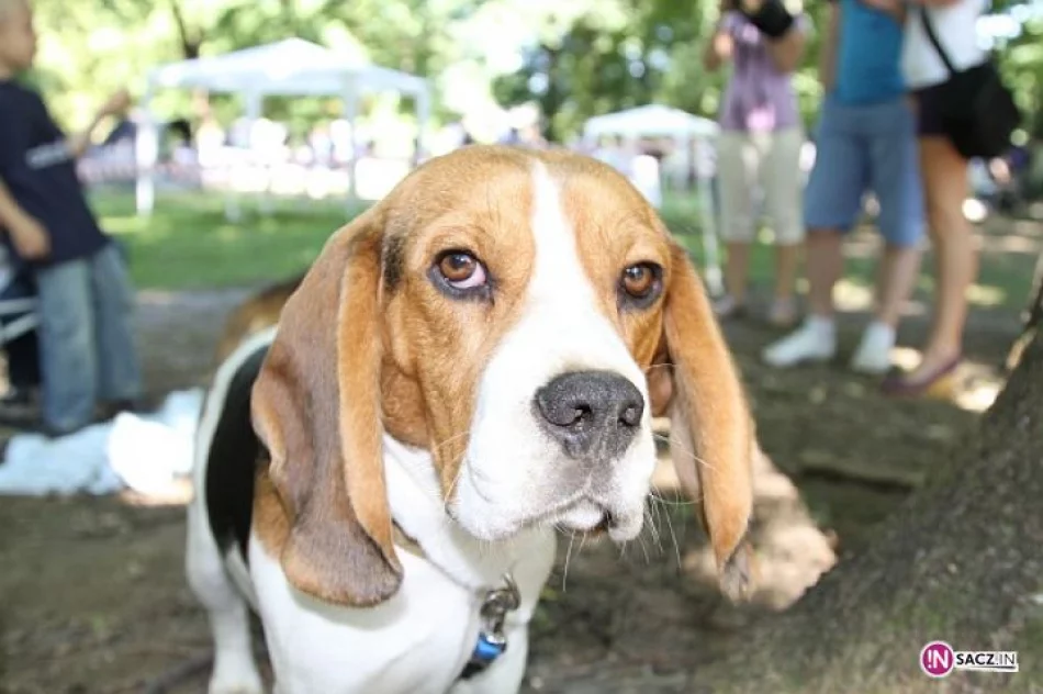 Nowosądecka Wystawa Psów Rasowych - zdjęcie 12