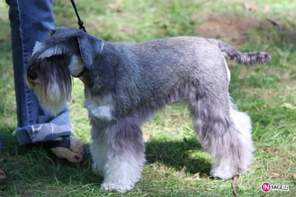 Nowosądecka Wystawa Psów Rasowych - zdjęcie 13