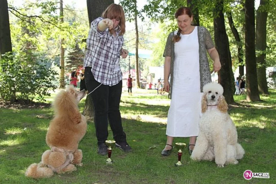 Nowosądecka Wystawa Psów Rasowych - zdjęcie 14