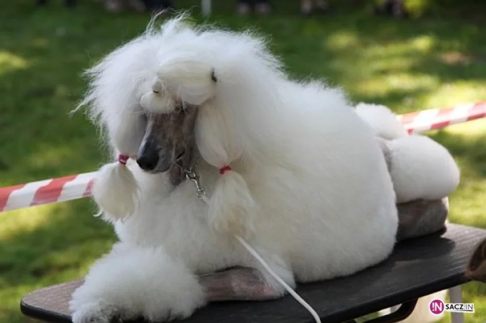 Nowosądecka Wystawa Psów Rasowych - zdjęcie 15
