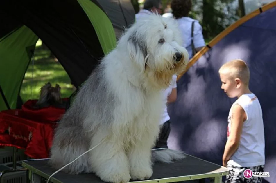 Nowosądecka Wystawa Psów Rasowych - zdjęcie 16