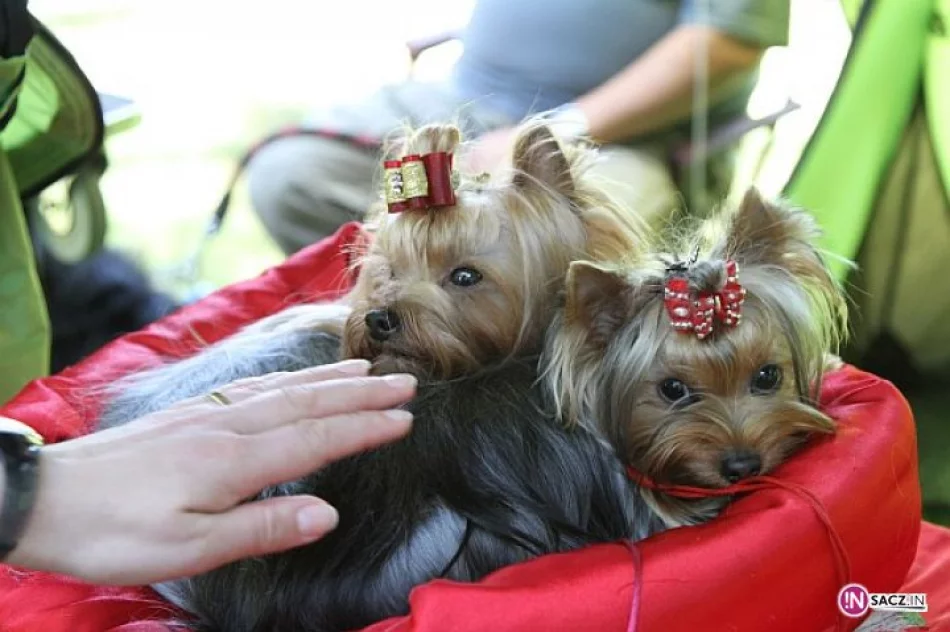 Nowosądecka Wystawa Psów Rasowych - zdjęcie 17