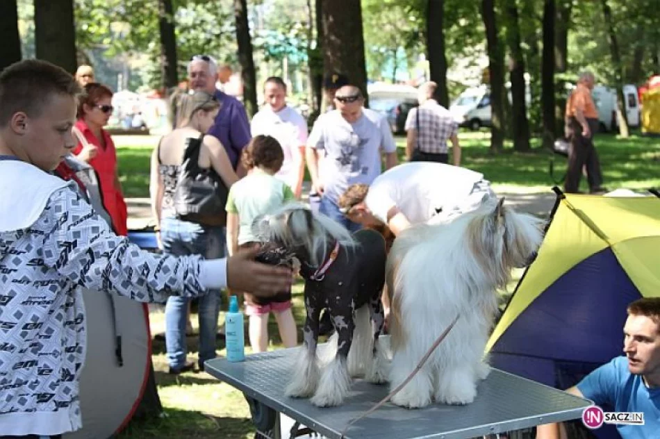 Nowosądecka Wystawa Psów Rasowych - zdjęcie 18
