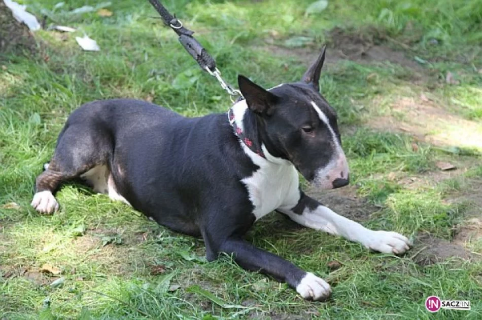 Nowosądecka Wystawa Psów Rasowych - zdjęcie 20