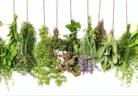 'Oczyszczanie organizmu, moda czy konieczność?' - zdjęcie główne