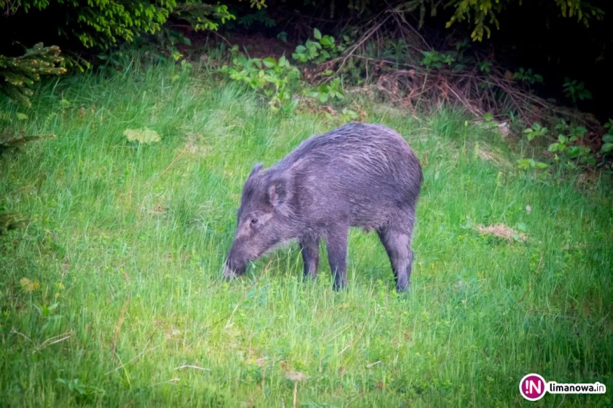 Nowe wymogi dla rolników hodujących trzodę chlewną w związku z ASF