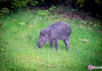 Nowe wymogi dla rolników hodujących trzodę chlewną w związku z ASF - zdjęcie główne