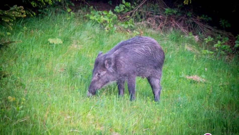 Nowe wymogi dla rolników hodujących trzodę chlewną w związku z ASF - zdjęcie 1