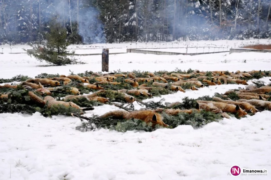 195 myśliwych upolowało 98 drapieżników - zdjęcie 2