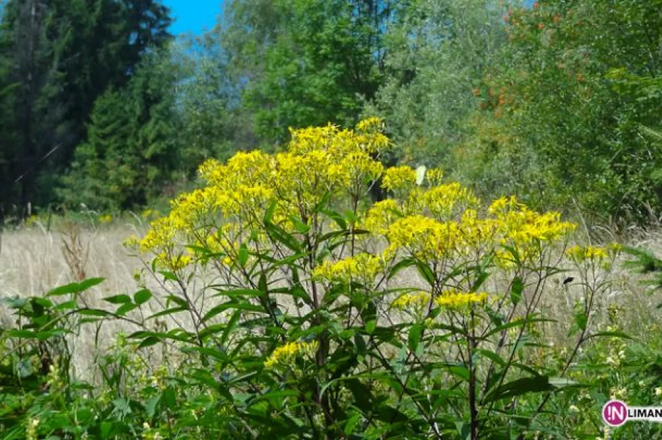 Złaz na Łopieniu - zdjęcie 4