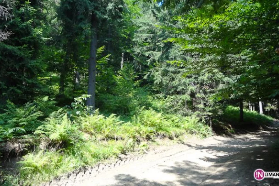 Złaz na Łopieniu - zdjęcie 13