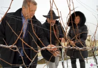 Ekspert z Toskanii pod wrażeniem smaku sądeckiego wina! - zdjęcie główne