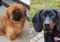 Zaginęły zwierzęta - właściciele czworonogów proszą o pomoc - zdjęcie główne