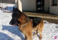 Pies się odnalazł - dziękujemy! - zdjęcie główne