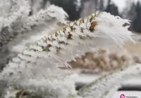 Ostrzeżenie: silny mróz - zdjęcie główne