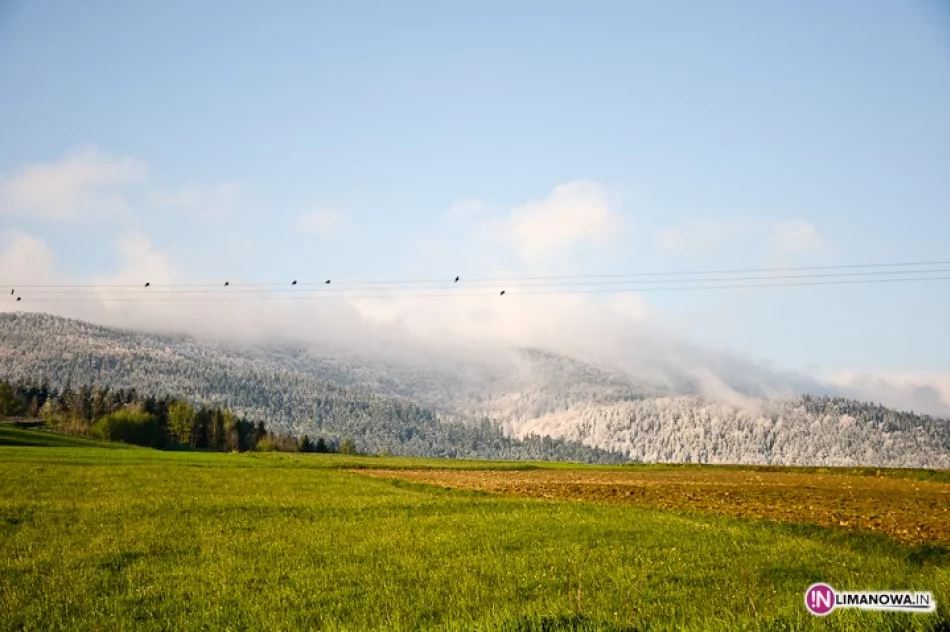 Śnieg w maju - zdjęcie 12