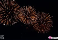 Ekolodzy: pomyślmy o zwierzętach i bawmy się mniej 'wystrzałowo' - zdjęcie główne