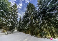 Ostrzeżenie IMiGW: może spaść do 20 cm śniegu - zdjęcie główne