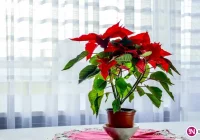 Gwiazda betlejemska przez cały rok? - zdjęcie główne