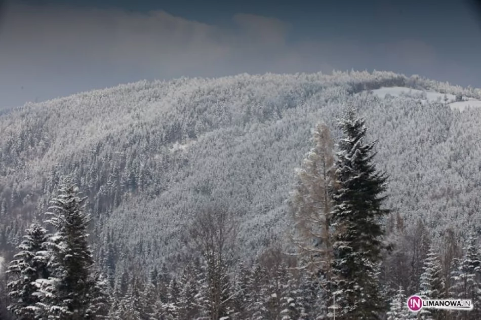 Liga Narciarstwa Alpejskiego gościła w Lubomierzu - zdjęcie 10