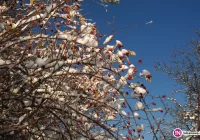 Zioła w profilaktyce przeziębień. Część I - zdjęcie główne