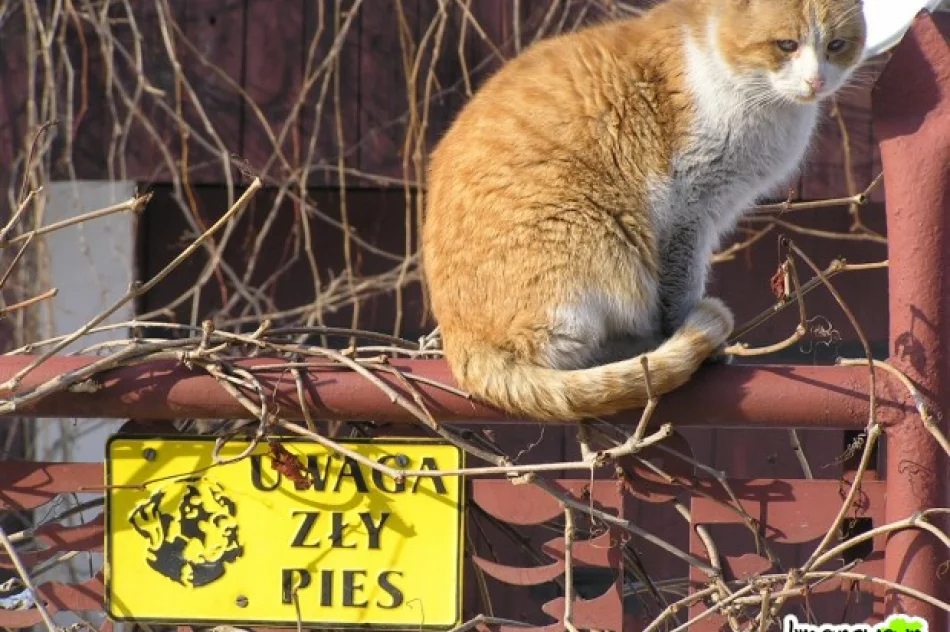 Paradoksy okolicy ;) - zdjęcie 15