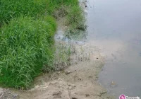 Ryby zdychają, Słomka zamieniła się w ściek - zdjęcie główne