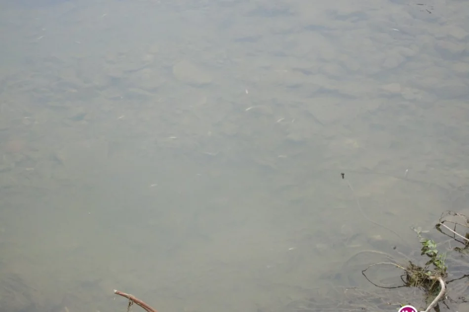 Ryby zdychają, Słomka zamieniła się w ściek - zdjęcie 2