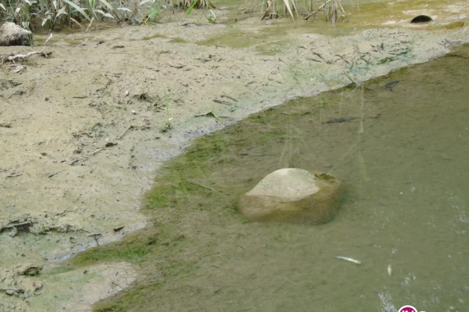 Ryby zdychają, Słomka zamieniła się w ściek - zdjęcie 3