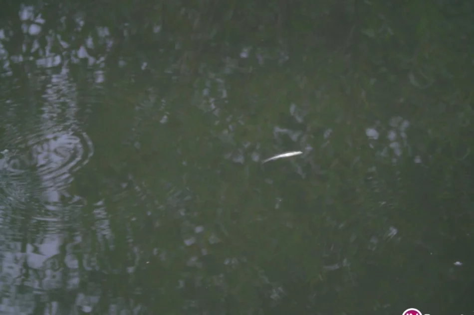 Ryby zdychają, Słomka zamieniła się w ściek - zdjęcie 4