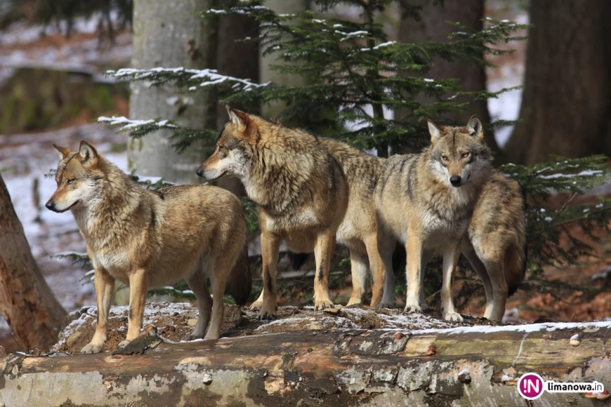 Karpackie wilki: genetyczna scheda eksterminacji