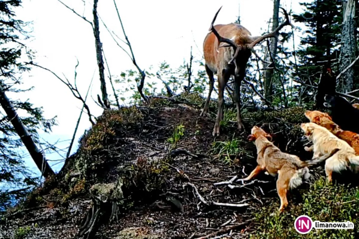 Sfora psów zaatakowała jelenia. 'Są zagrożeniem dla Parku' (wideo)
