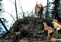 Sfora psów zaatakowała jelenia. 'Są zagrożeniem dla Parku' (wideo) - zdjęcie główne