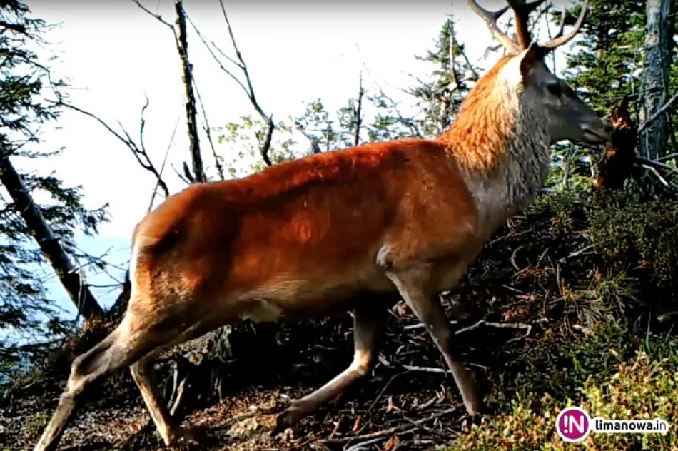 Sfora psów zaatakowała jelenia. 'Są zagrożeniem dla Parku' (wideo) - zdjęcie 2