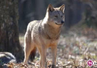 Wilk czy pies? Przyrodnicy nie mają wątpliwości - zdjęcie główne