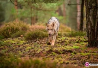 Wilk chciał zaatakować człowieka? - zdjęcie główne