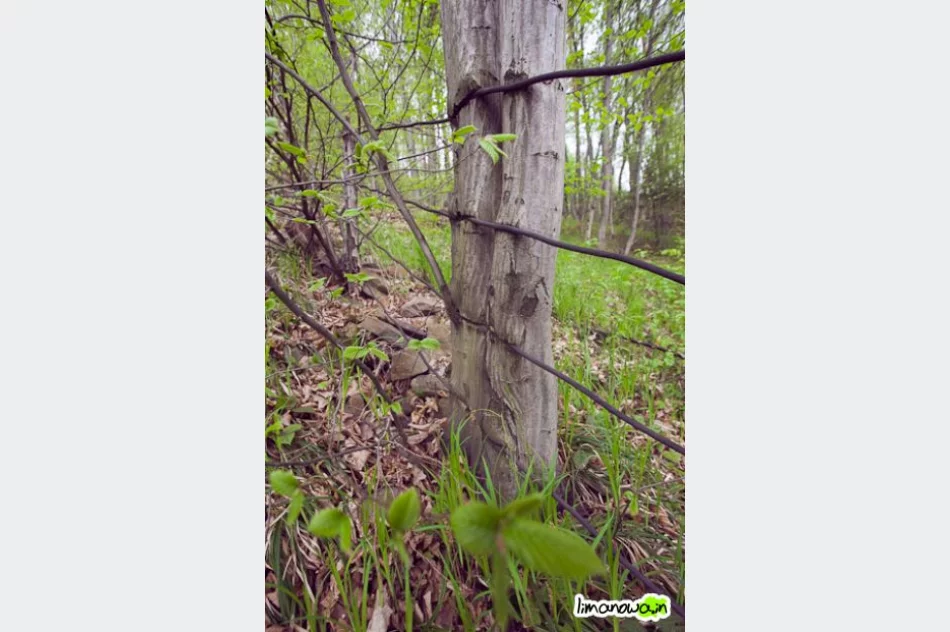 Osuwisko wciąż groźne - zdjęcie 5