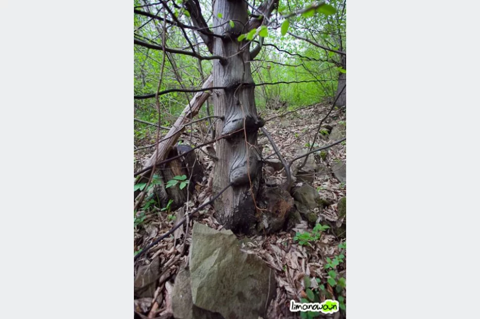 Osuwisko wciąż groźne - zdjęcie 6