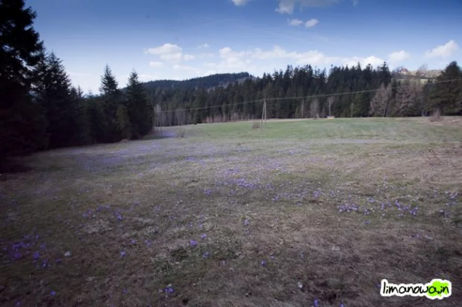 Krokusowe łąki - zdjęcie 2