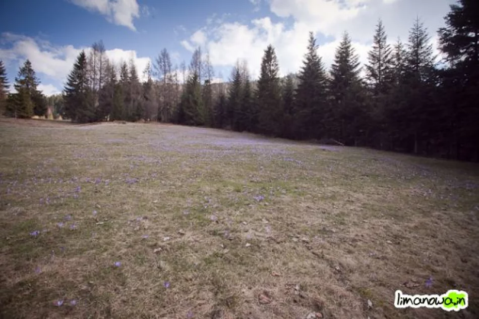 Krokusowe łąki - zdjęcie 3