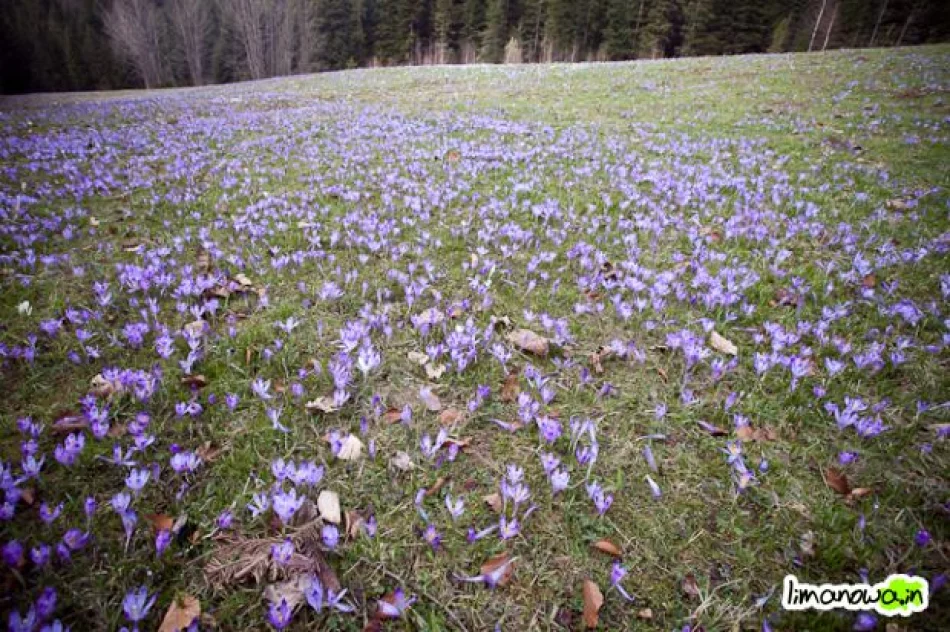 Krokusowe łąki - zdjęcie 4