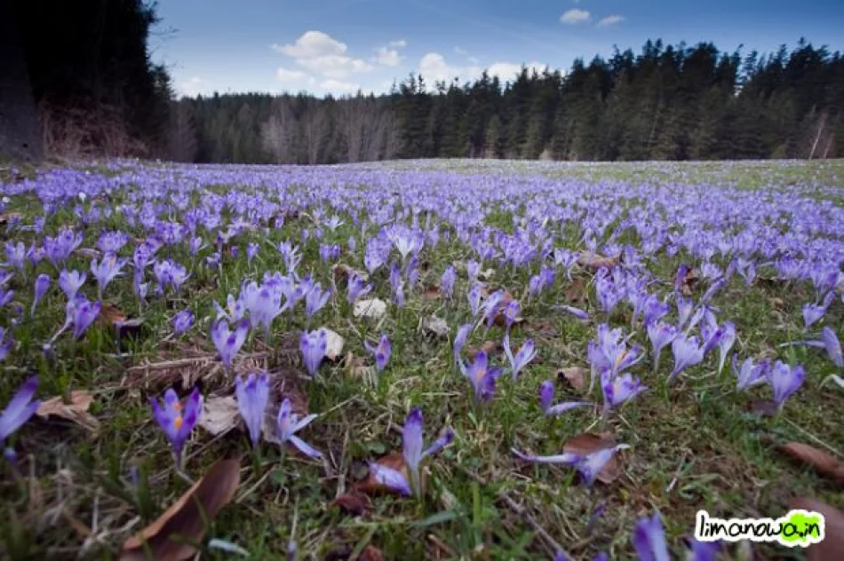 Krokusowe łąki - zdjęcie 5