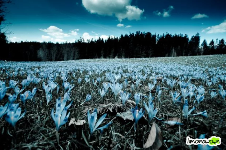 Krokusowe łąki - zdjęcie 6