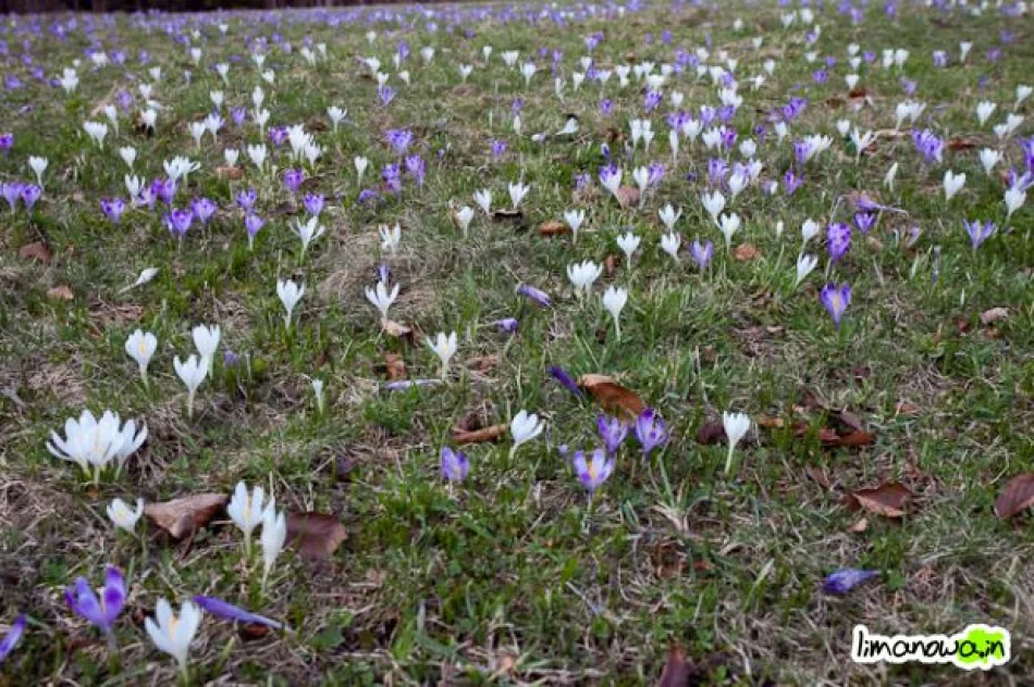 Krokusowe łąki - zdjęcie 7