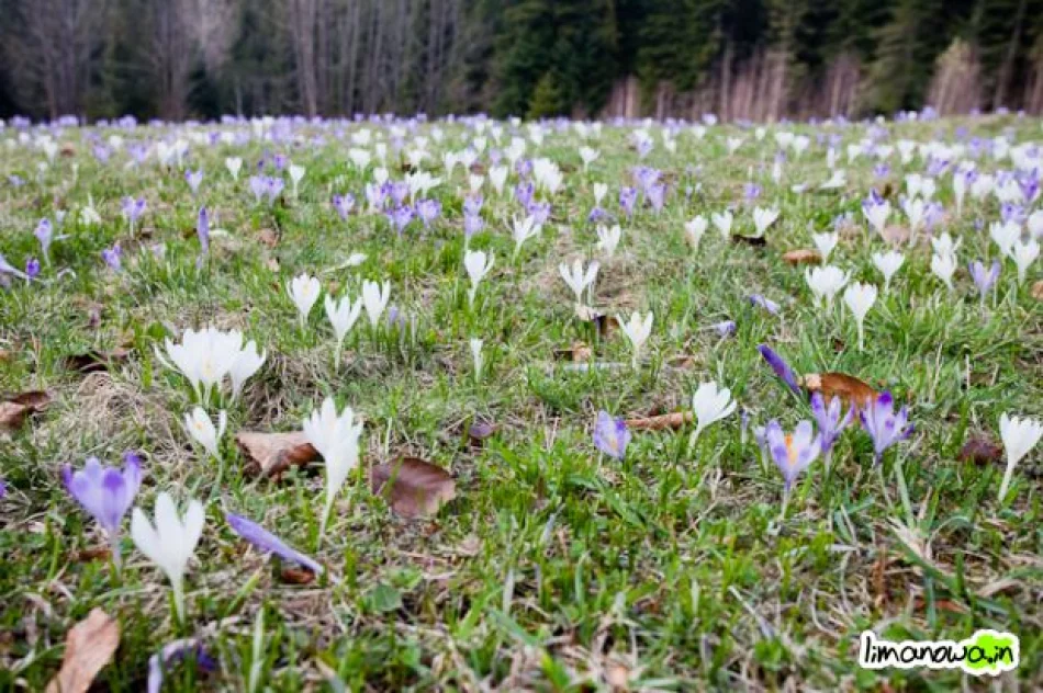 Krokusowe łąki - zdjęcie 8